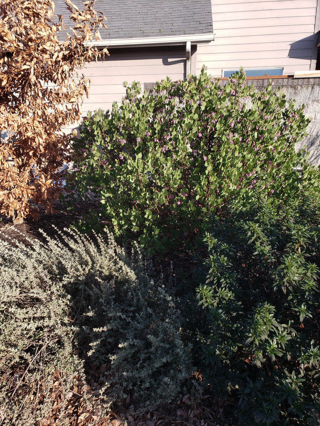 Shrub health care