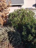 Shrub health care