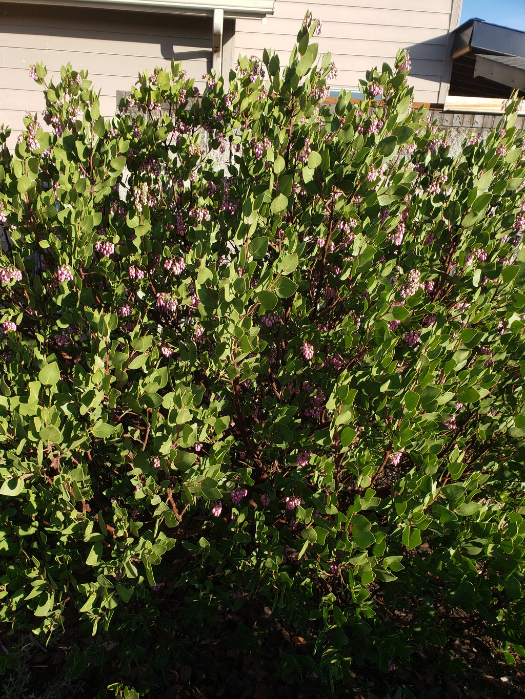 Shrub health care