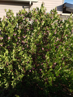 Shrub health care