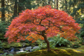 Small japanese maple